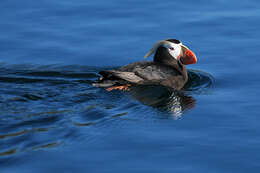 Image of Tufted Puffin