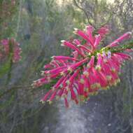 Image of Erica densifolia Willd.