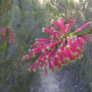 Image of Erica densifolia Willd.