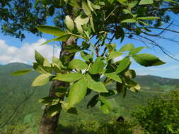 Image of Fraxinus purpusii Brandegee