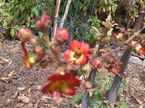 Image of Scrophularia calliantha Webb & Berth.