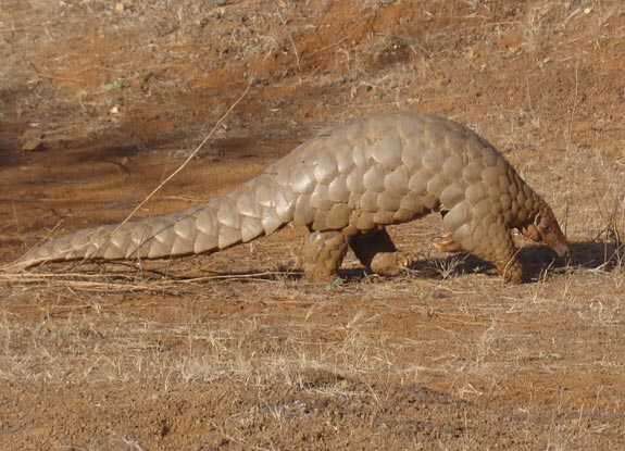 Image de Grand pangolin de l'Inde