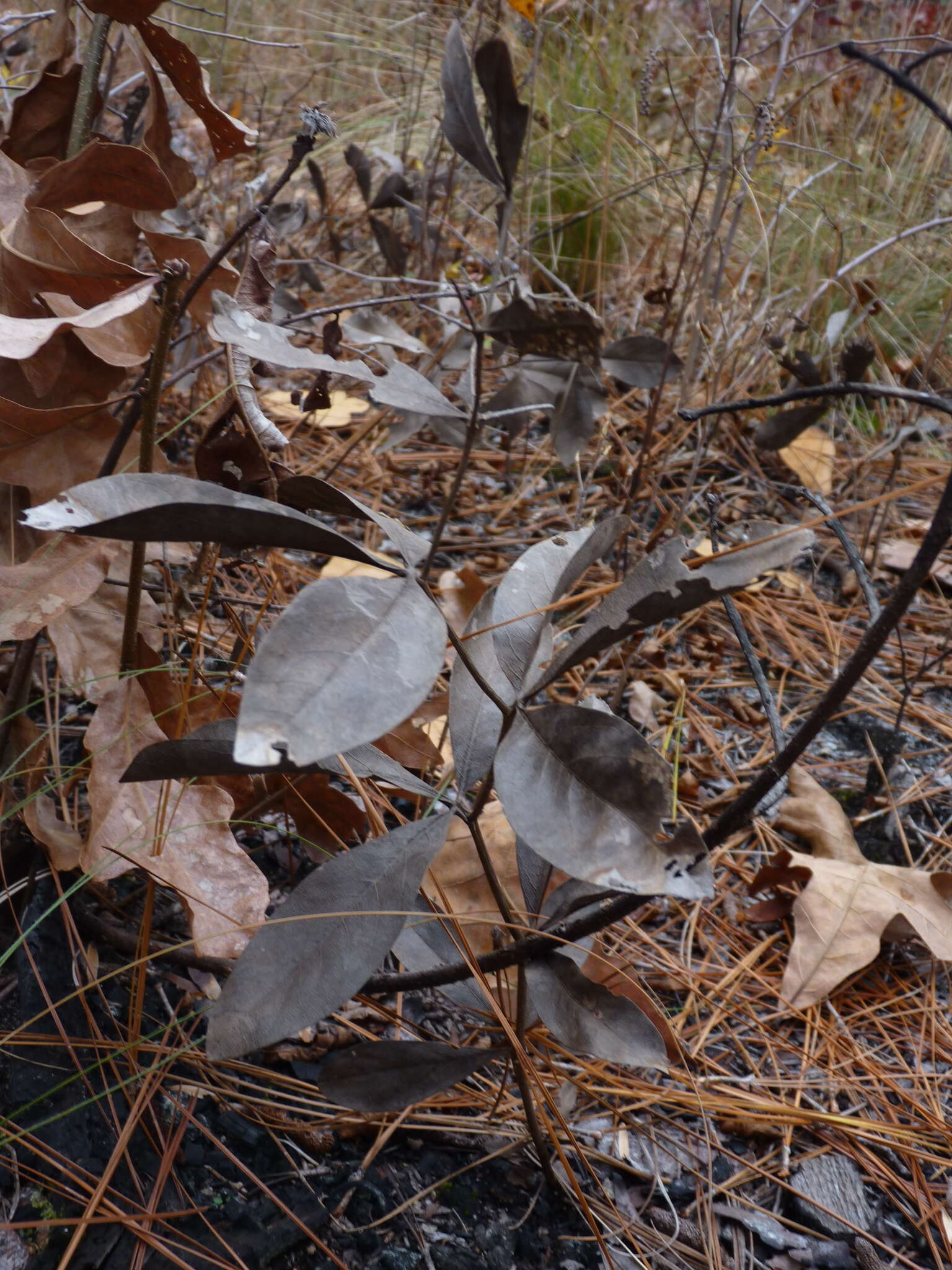 Image de Baptisia cinerea (Raf.) Fernald & B. G. Schub.