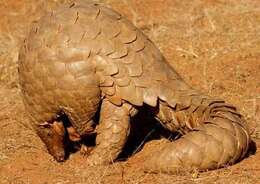 Image de Grand pangolin de l'Inde