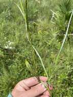 Image of Carolina silkgrass