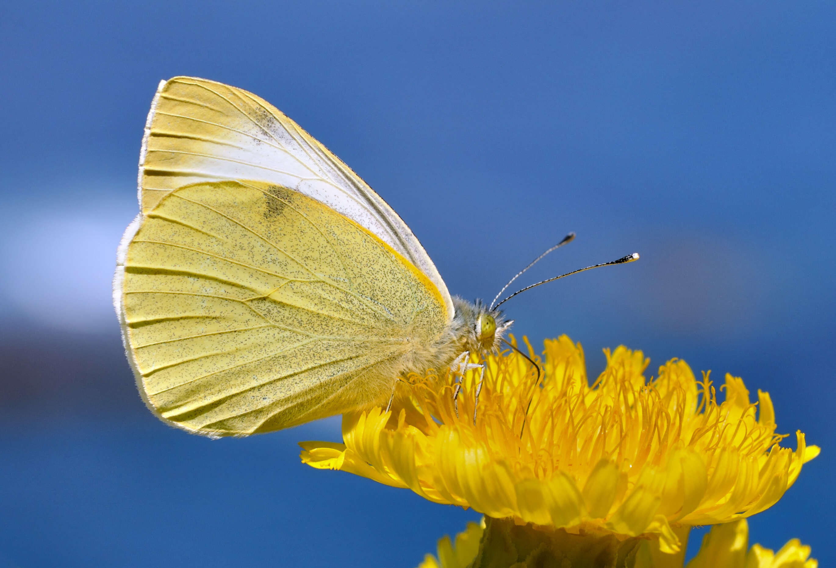 Image of Canary Islands Large White