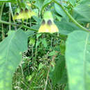 Physalis longifolia var. subglabrata (Mackenzie & Bush) Cronq. resmi