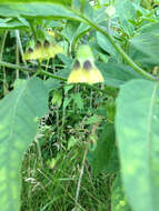 Image de Physalis longifolia var. subglabrata (Mackenzie & Bush) Cronq.