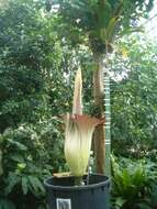 Amorphophallus titanum (Becc.) Becc. resmi