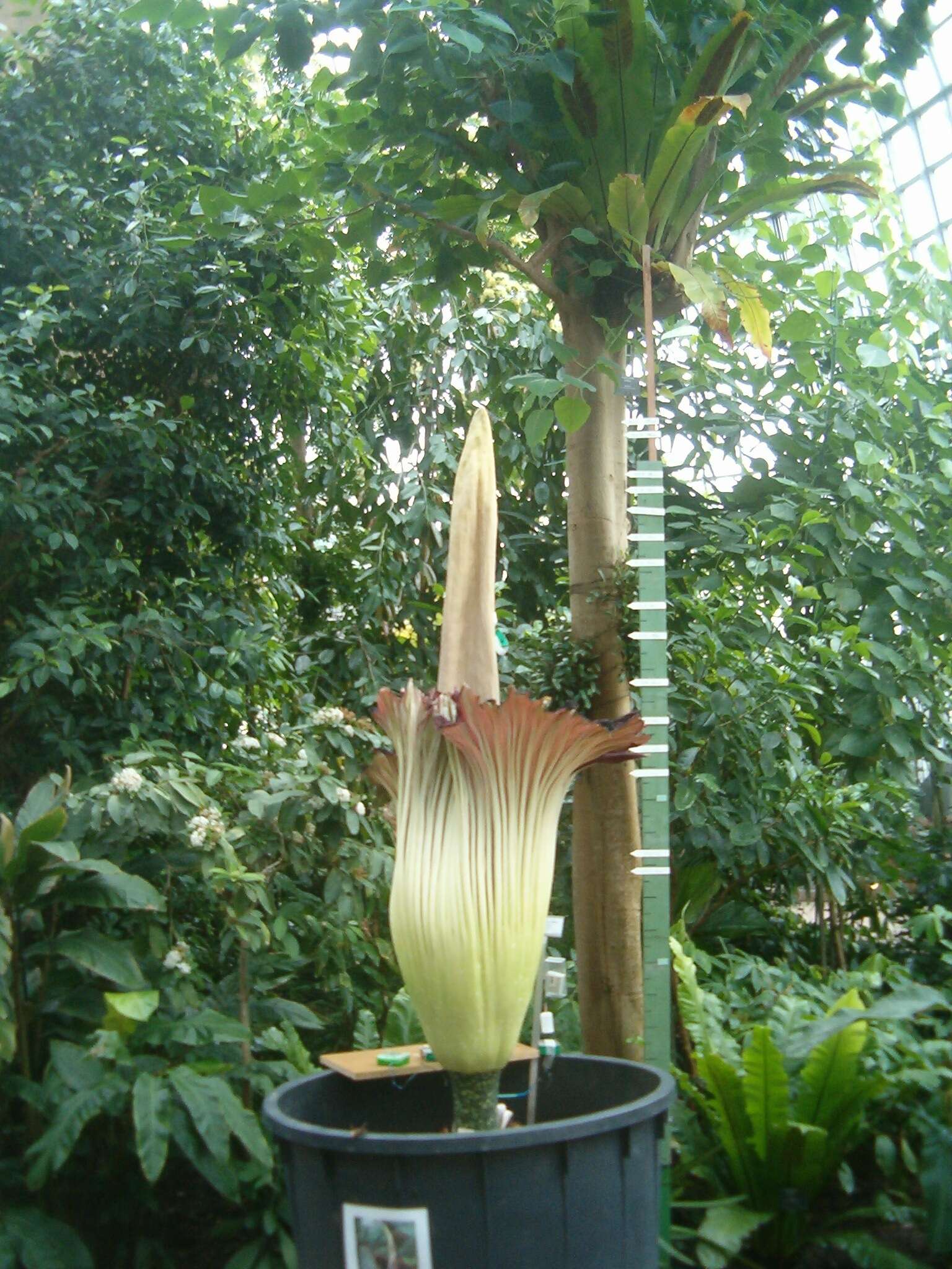 Amorphophallus titanum (Becc.) Becc. resmi