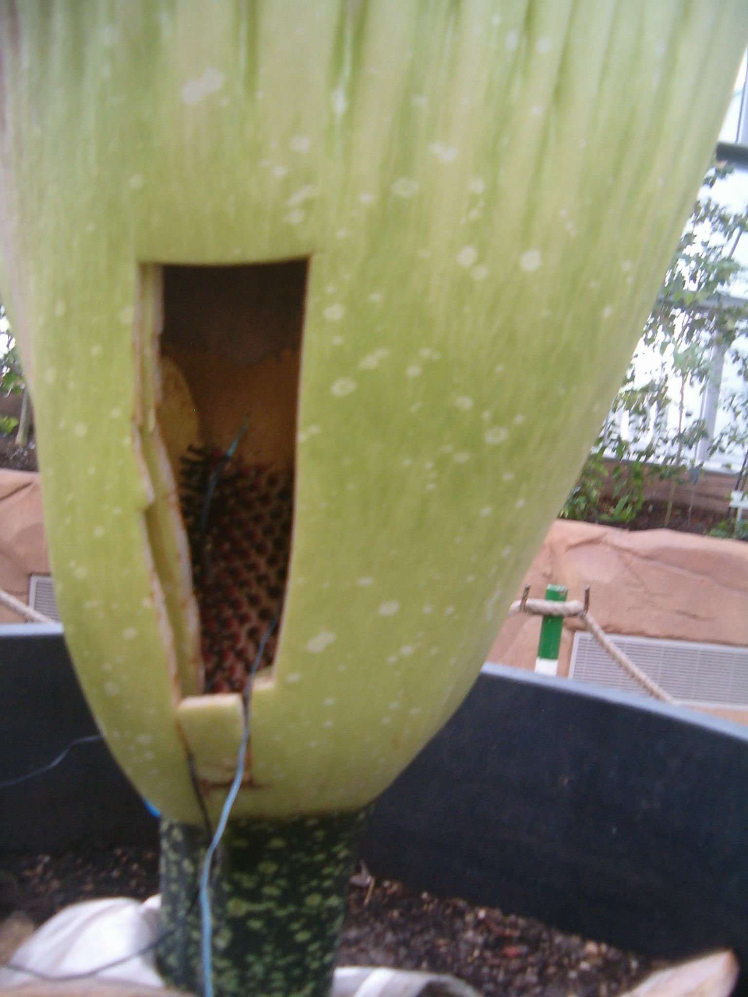 Titan arum media - Encyclopedia of Life