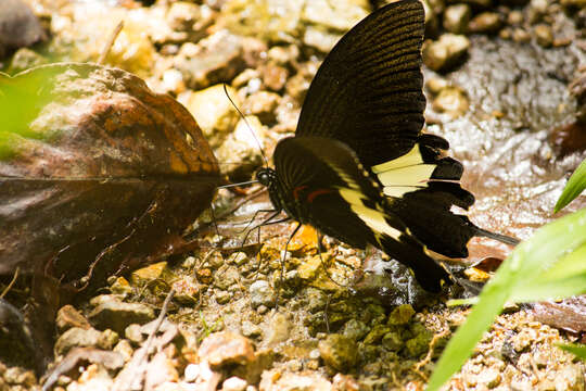 Image of Papilio diophantus Grose-Smith 1882