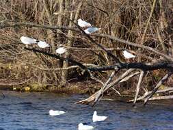 Image of Black-headed Gull