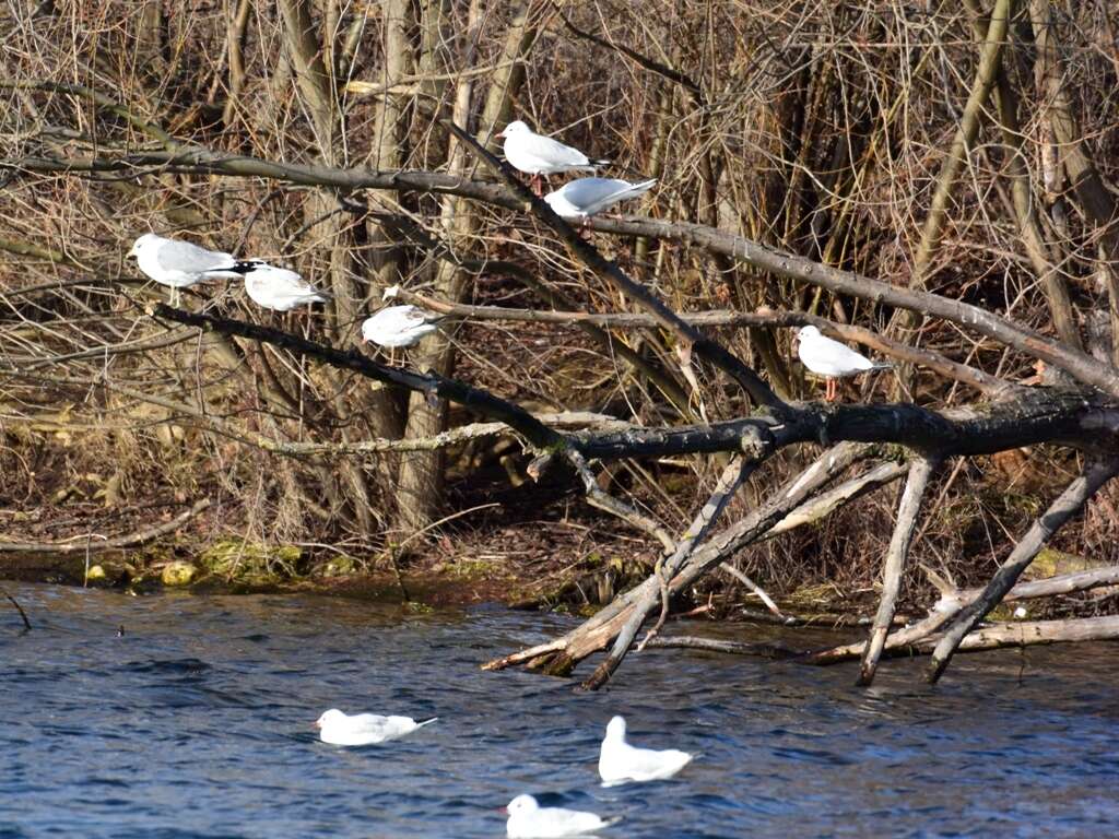 Image of Black-headed Gull