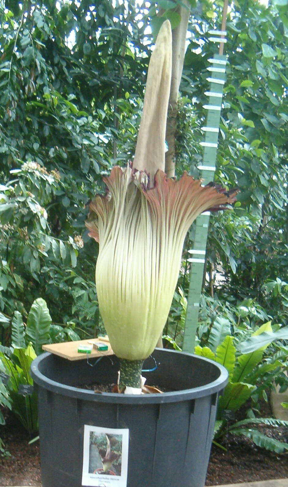 Amorphophallus titanum (Becc.) Becc. resmi