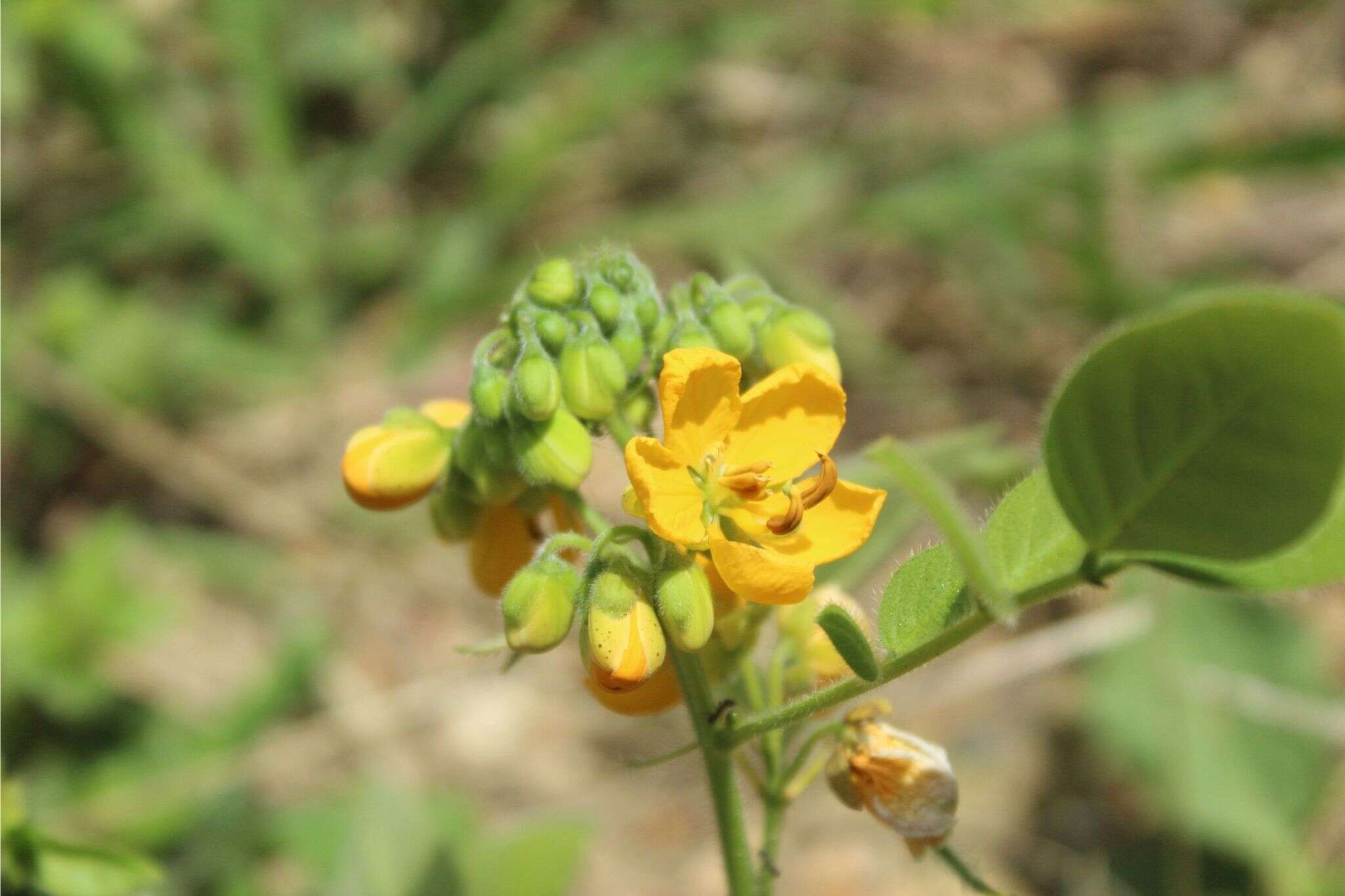 Senna hirsuta (L.) H. S. Irwin & Barneby resmi