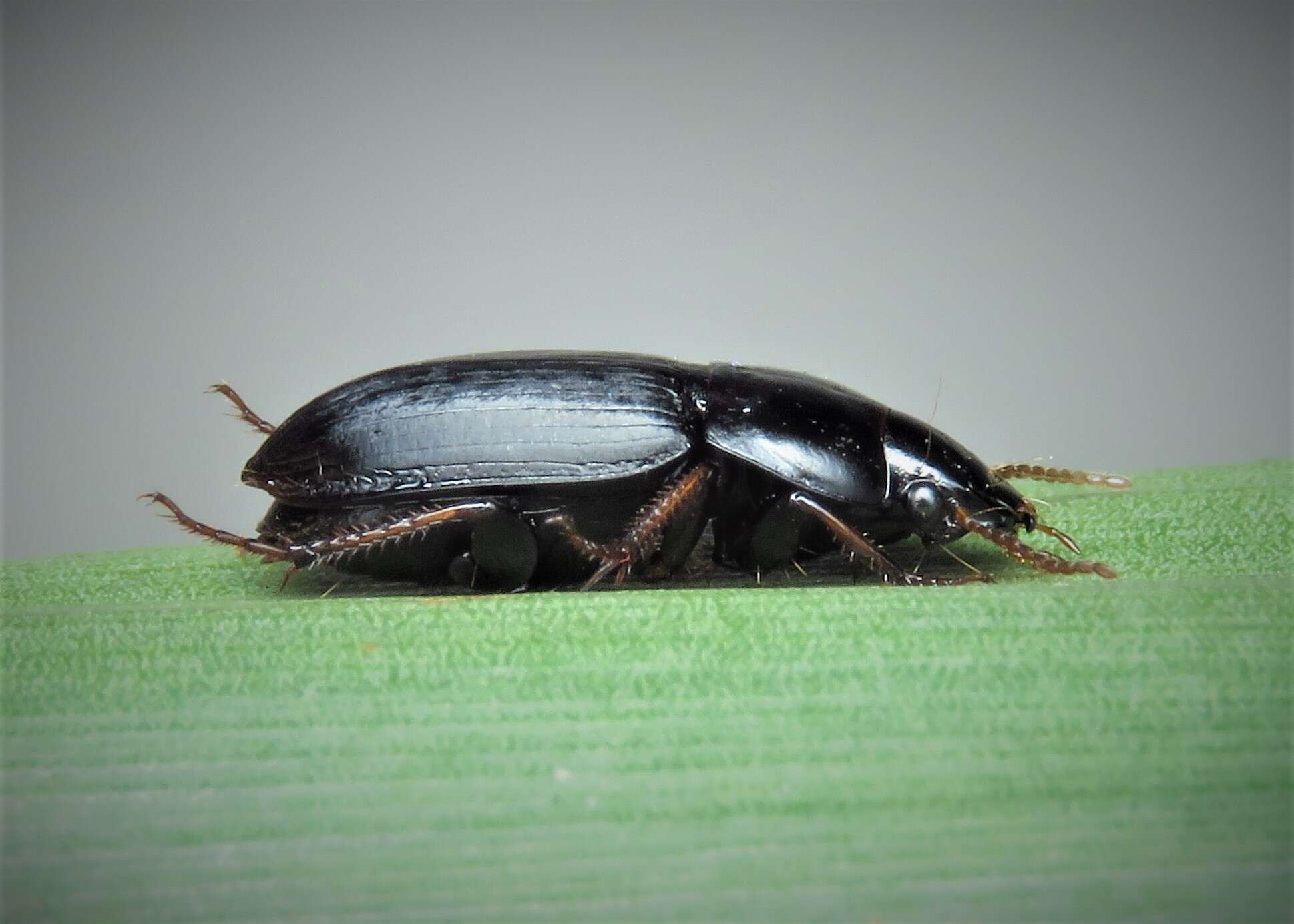 Image of Harpalus (Harpalus) serripes (Quensel ex Schönherr 1806)