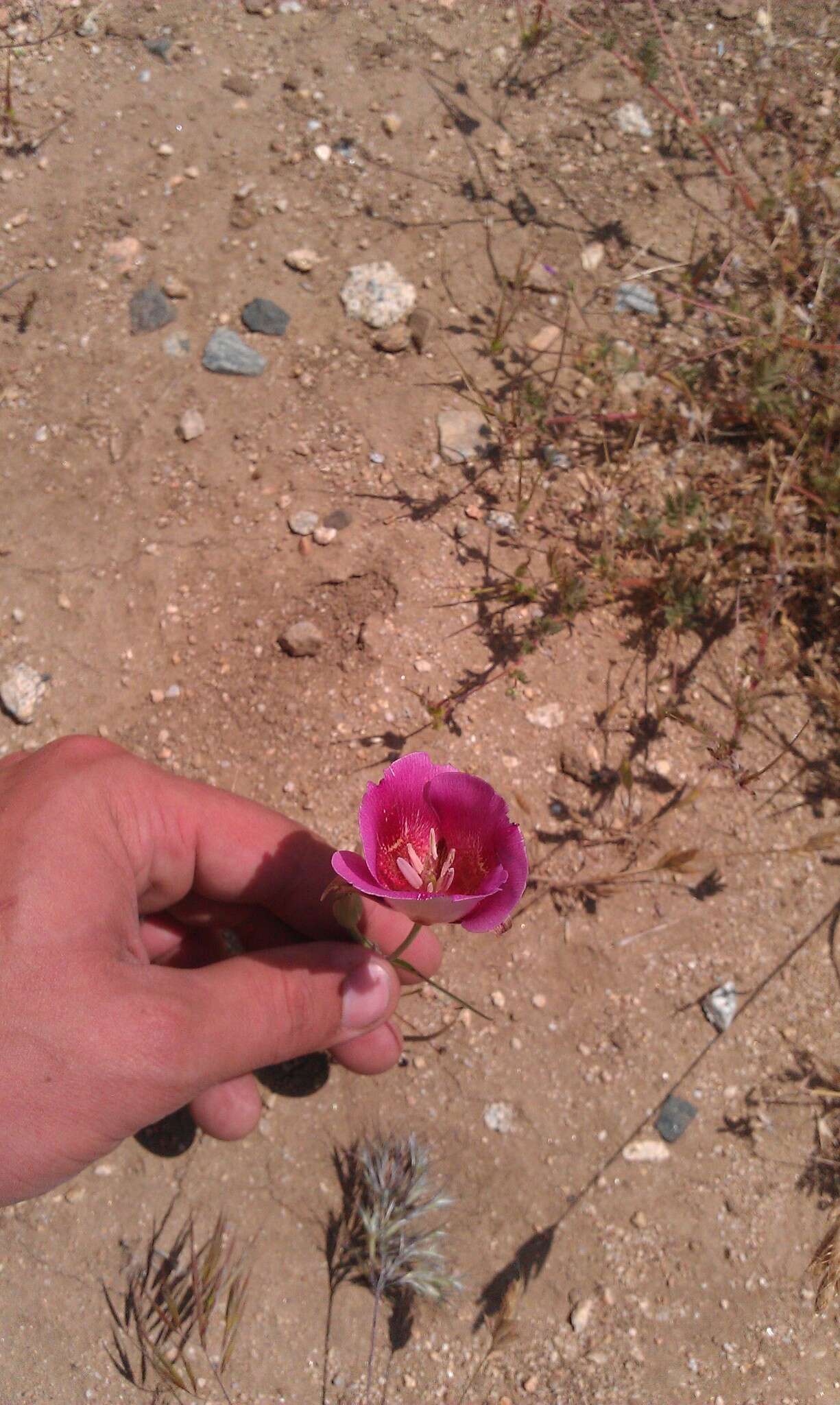 Image of butterfly mariposa lily