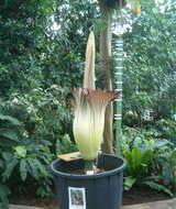 Amorphophallus titanum (Becc.) Becc. resmi