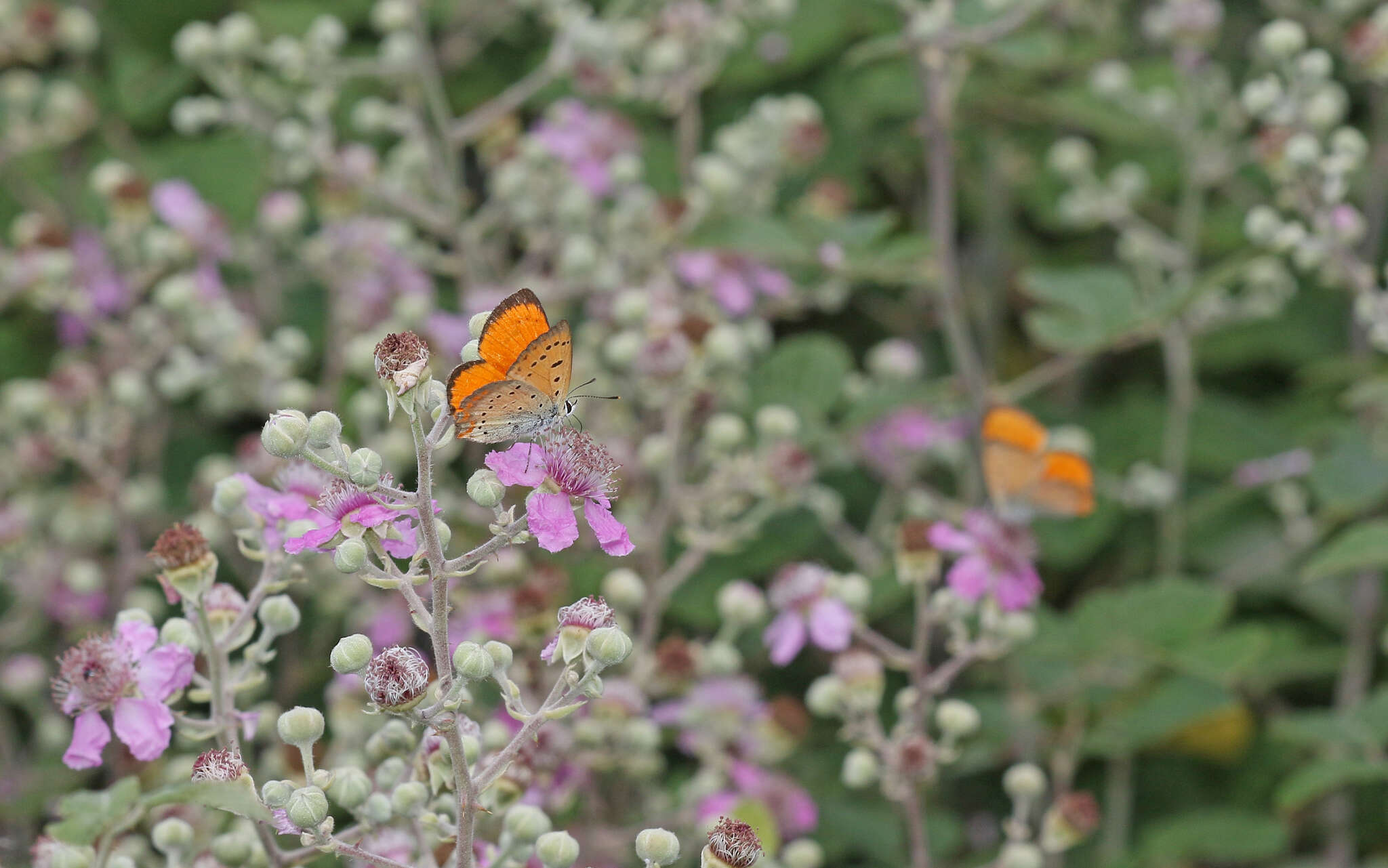 Image of <i>Lycaena ottomana</i>