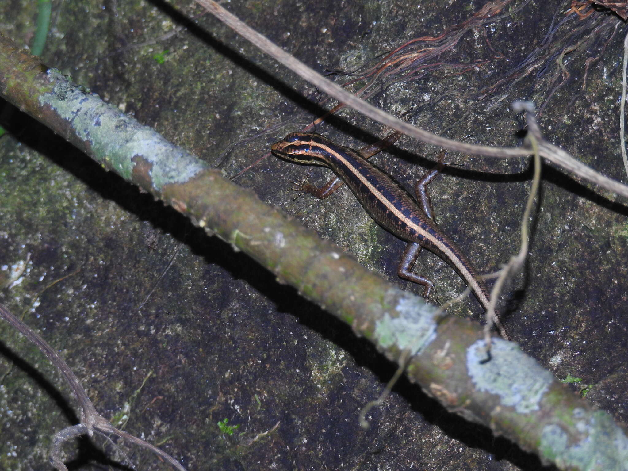 Sphenomorphus sanctus (Duméril & Bibron 1839) resmi