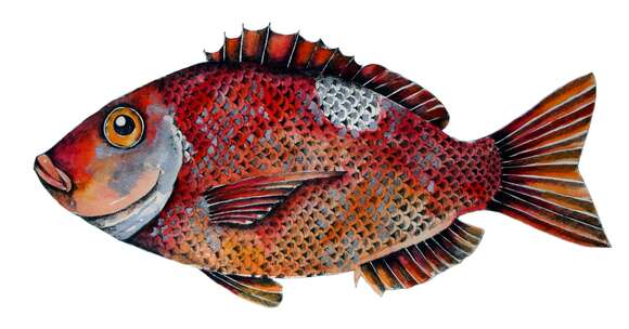 Image of Roman Seabream