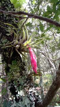 Image of Tillandsia oaxacana L. B. Sm.