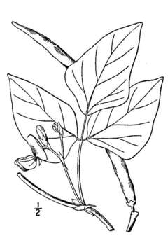 Слика од Vigna unguiculata (L.) Walp.