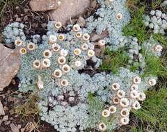 Image of Helichrysum milfordiae Killick