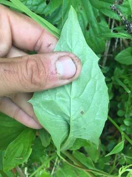 Image of arrowleaf rattlesnakeroot