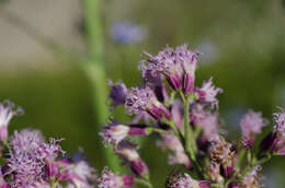 Image of Adenostyles alpina subsp. pyrenaica (Lange) Dillenb. & Kadereit