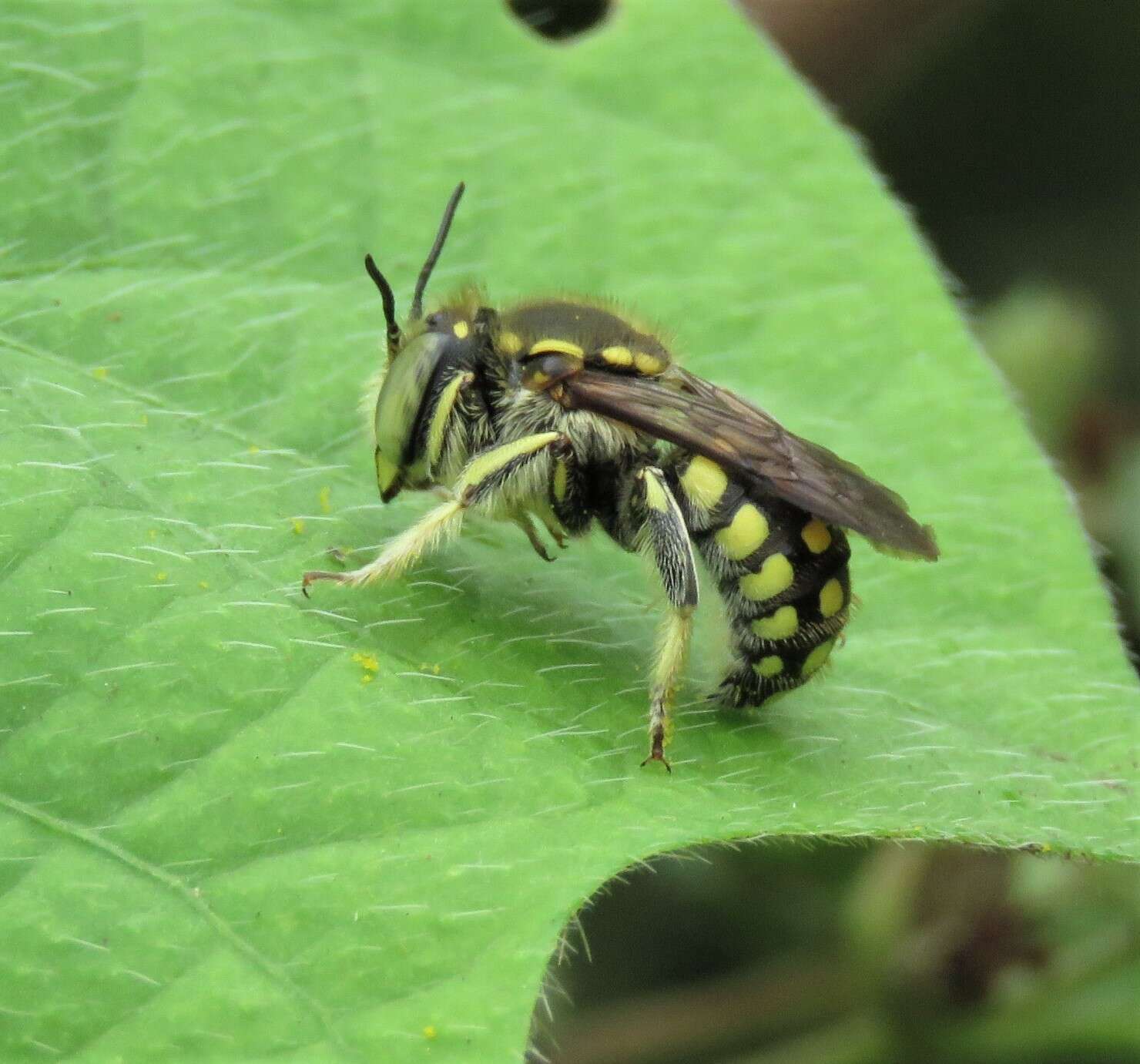 Image of Anthidium vigintiduopunctatum Friese 1904