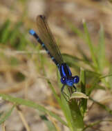 Image of Blue-ringed Dancer