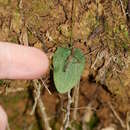 Sivun Cyrtostylis rotundifolia Hook. fil. kuva