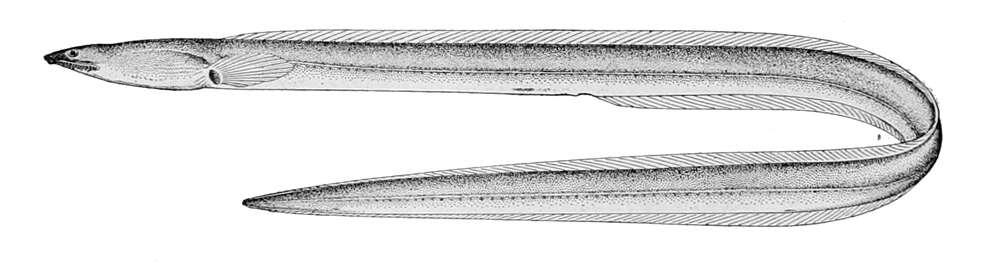 Image de Cirrhimuraena tapeinoptera Bleeker 1863