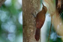 Image of Buff-throated Woodcreeper