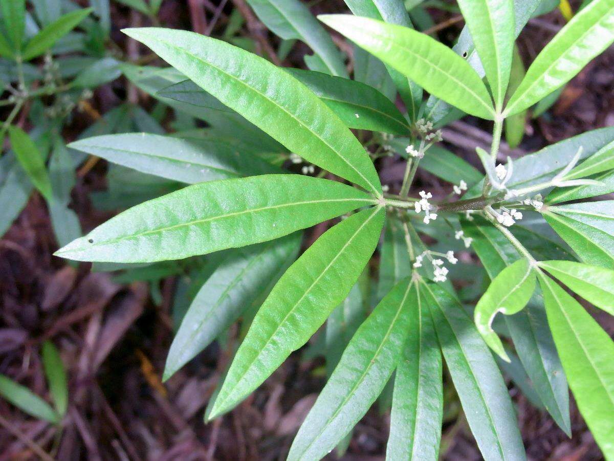 Image of Zieria arborescens Sims