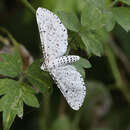 Acanthotoca graefii Hulst 1896 resmi