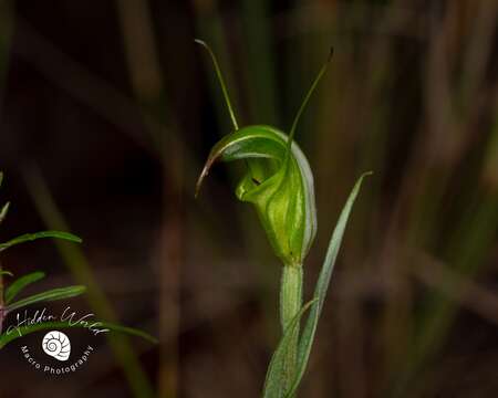 Image of Collared greenhood