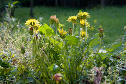 Image of Taraxacum platycarpum Dahlst.