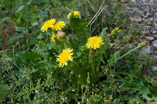 Image of Taraxacum platycarpum Dahlst.