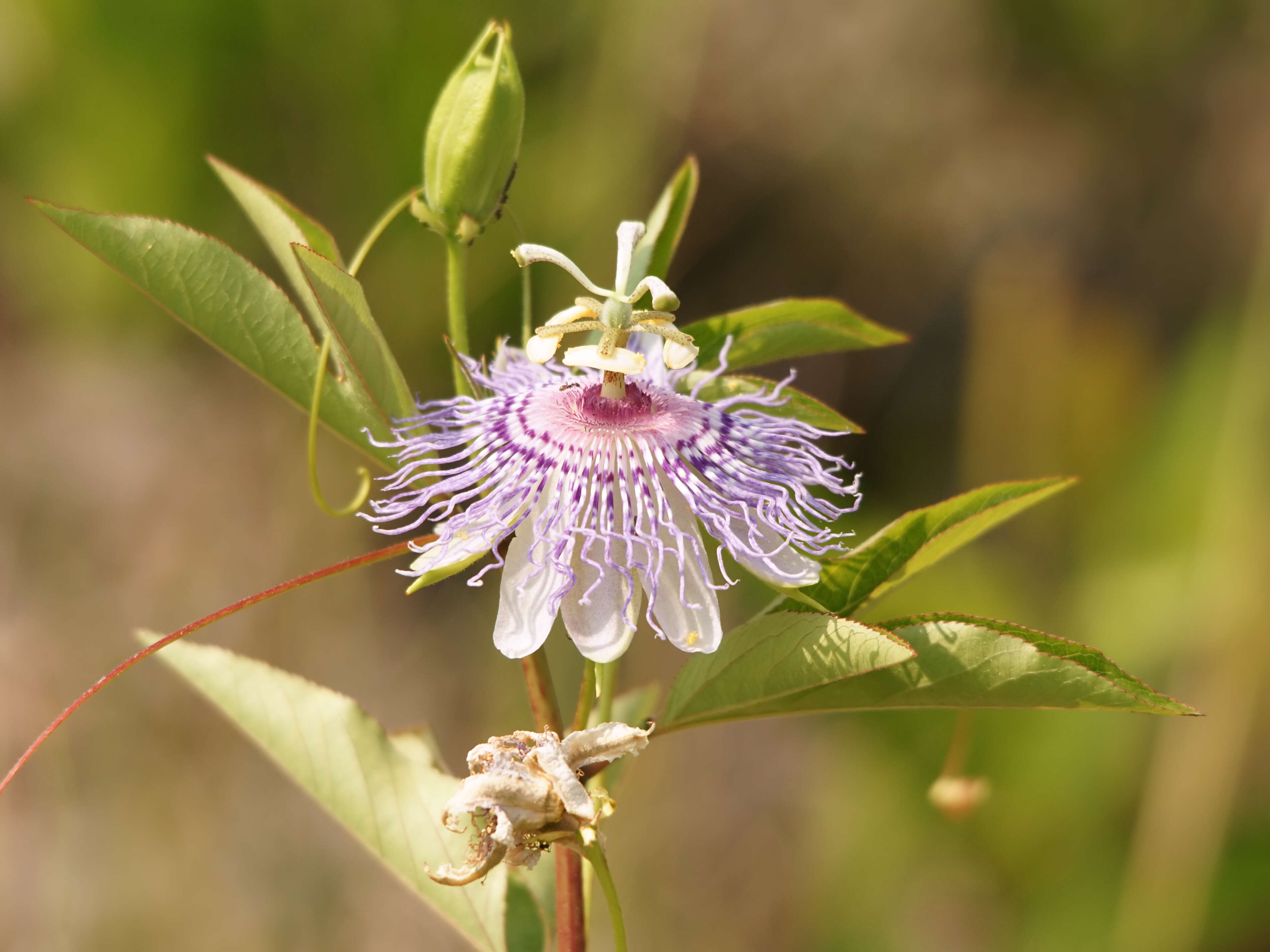 Plancia ëd Passiflora incarnata L.