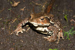 Image of Japanese Common Toad