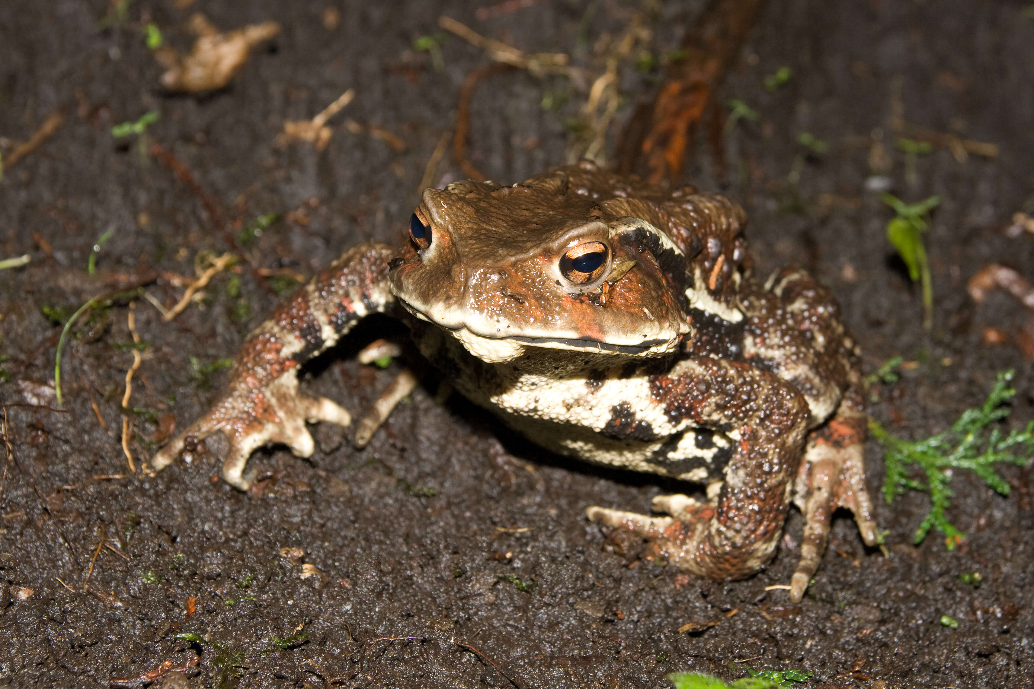 Image of Japanese Common Toad