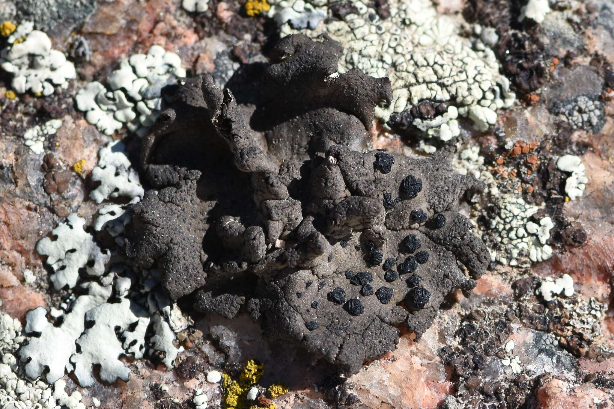 Image of navel lichen