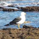 Larus pacificus pacificus Latham 1801 resmi