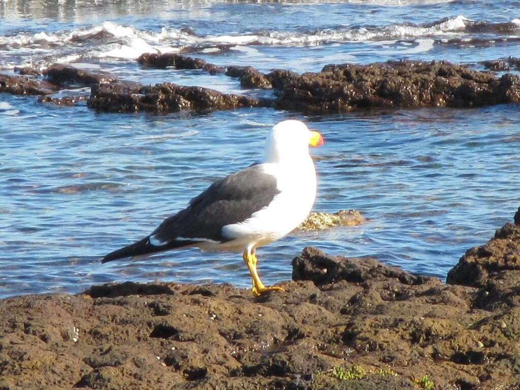 Image of Larus pacificus pacificus Latham 1801