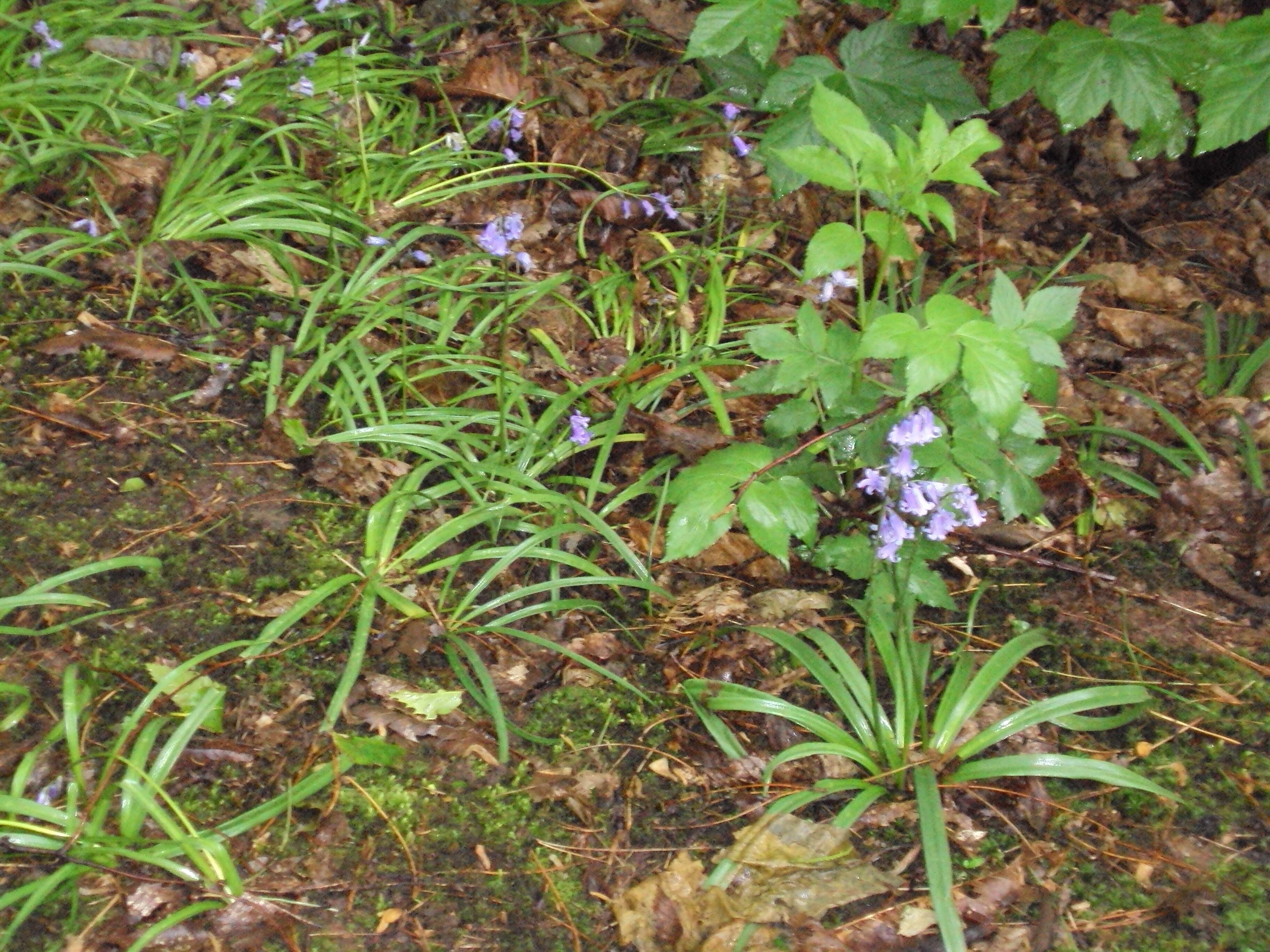 Image of Common Bluebell