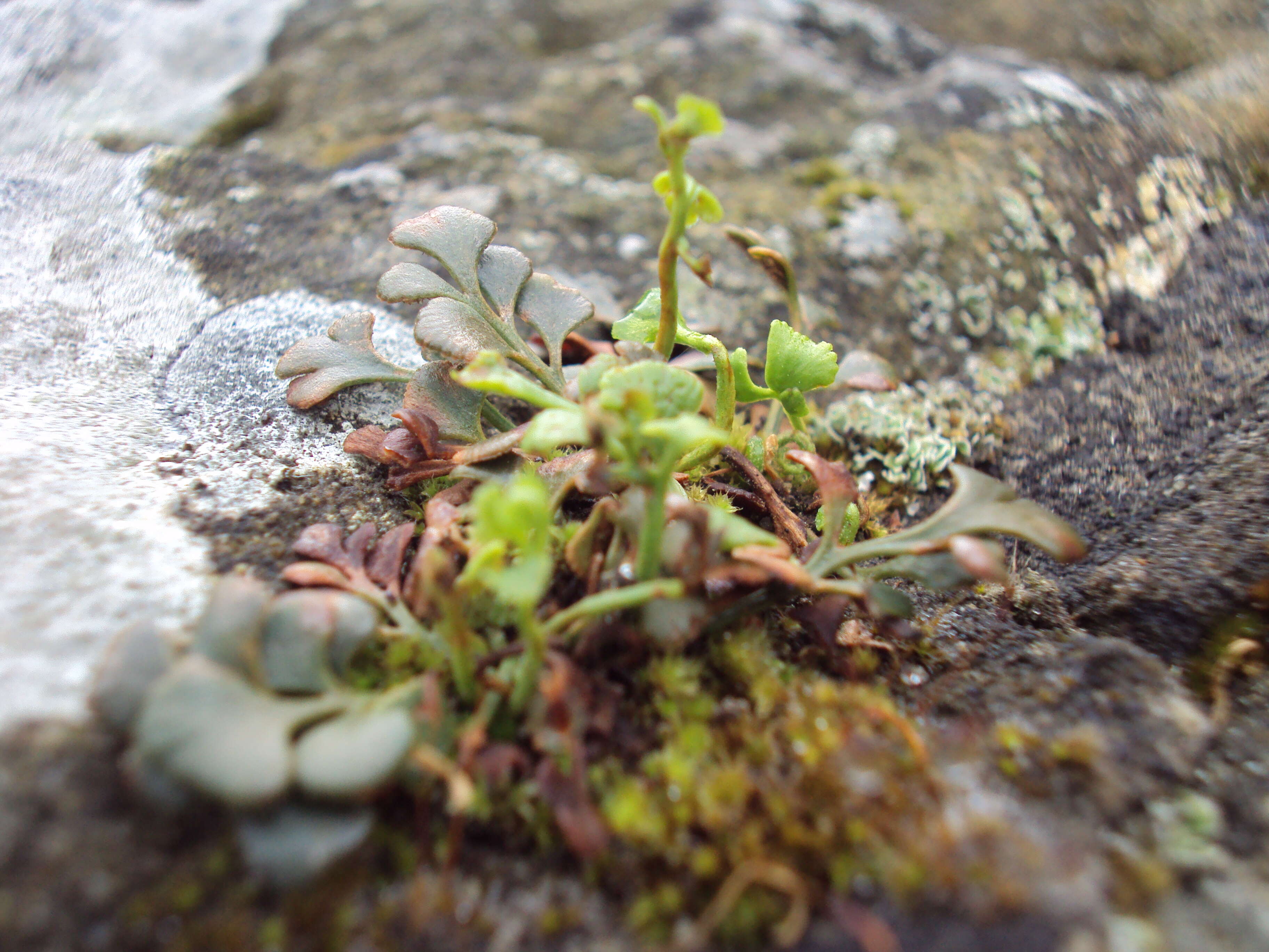 Image of Wall-rue