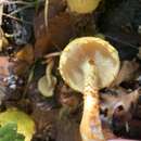 Image of Pholiota malicola (Kauffman) A. H. Sm. 1934